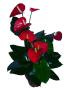 Antúrio Vermelho