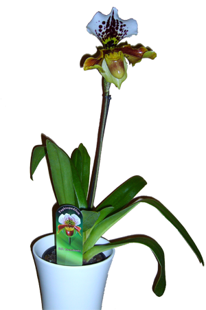 Linflor - Orquídea Sapatinho